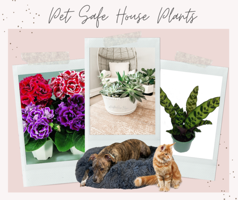 Non toxic indoor plants